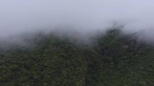 Bosque verde cubierto por niebla