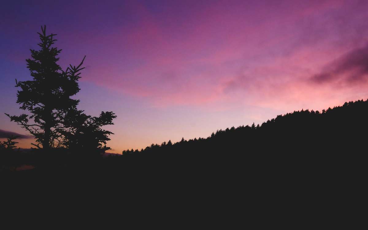 Silueta de un abeto contra un cielo violeta al anochecer
