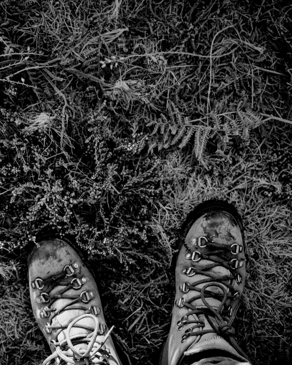 Un par de botas de montaña con cordones rojos sobre un suelo de helechos secos, en blanco y negro