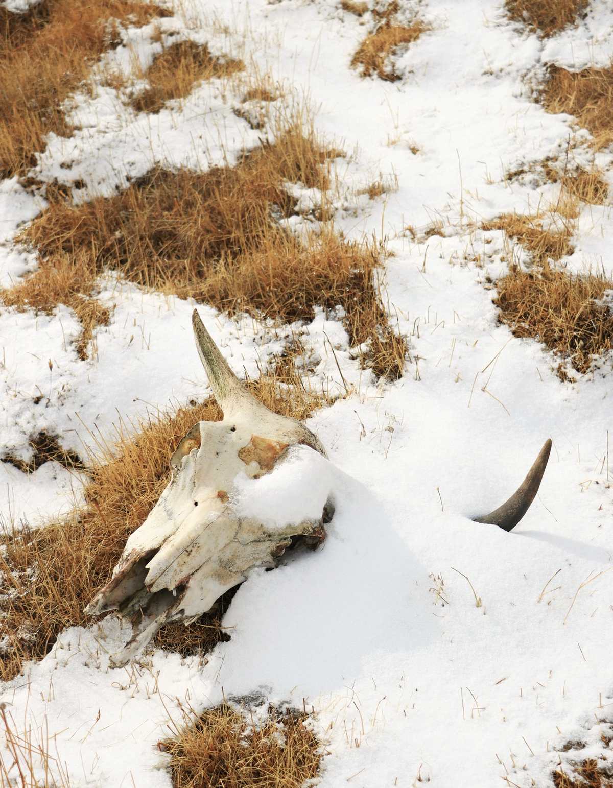 Cráneo de animal con cuernos entre la nieve y la hierba seca