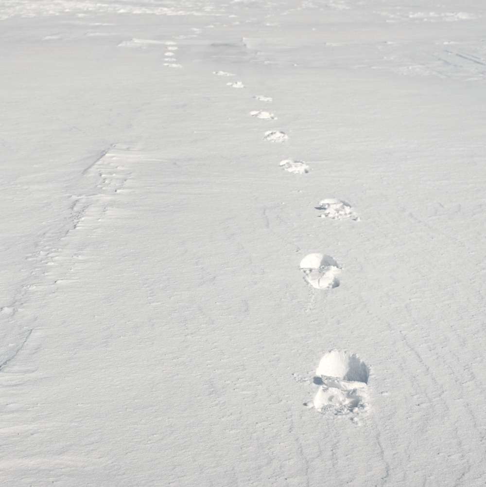 Huellas aisladas sobre la nieve recién caída