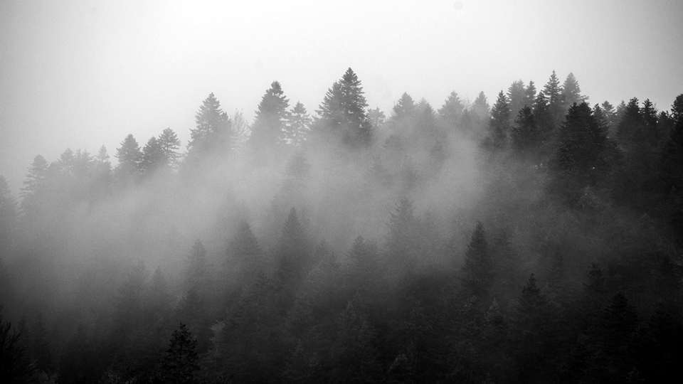 Bosque envuelto en bruma, en blanco y negro