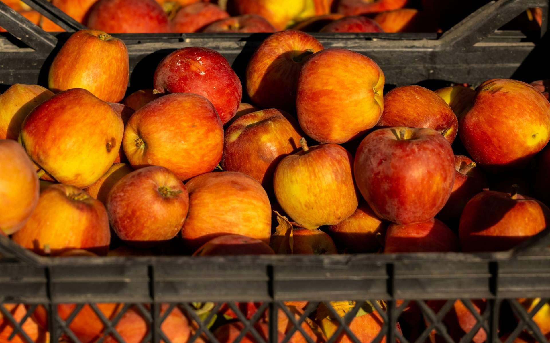 Manzanas rojizas y doradas apiladas en una caja de cosecha