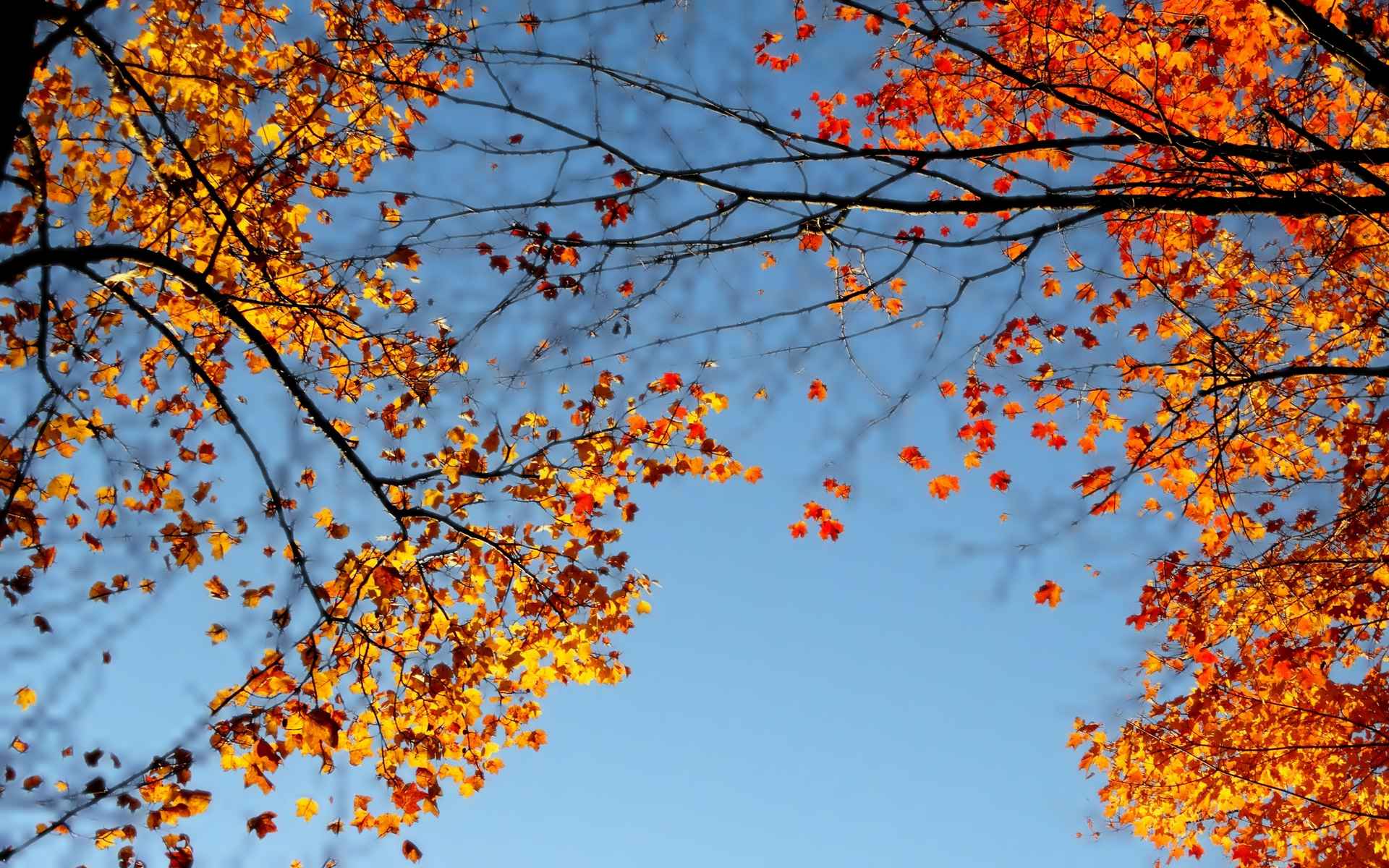 Copa de un arce con hojas naranjas y amarillas contra el cielo azul